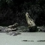 penangkaran buaya asam kumbang
