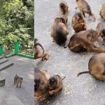 Taman Wisata Kera Sibaganding